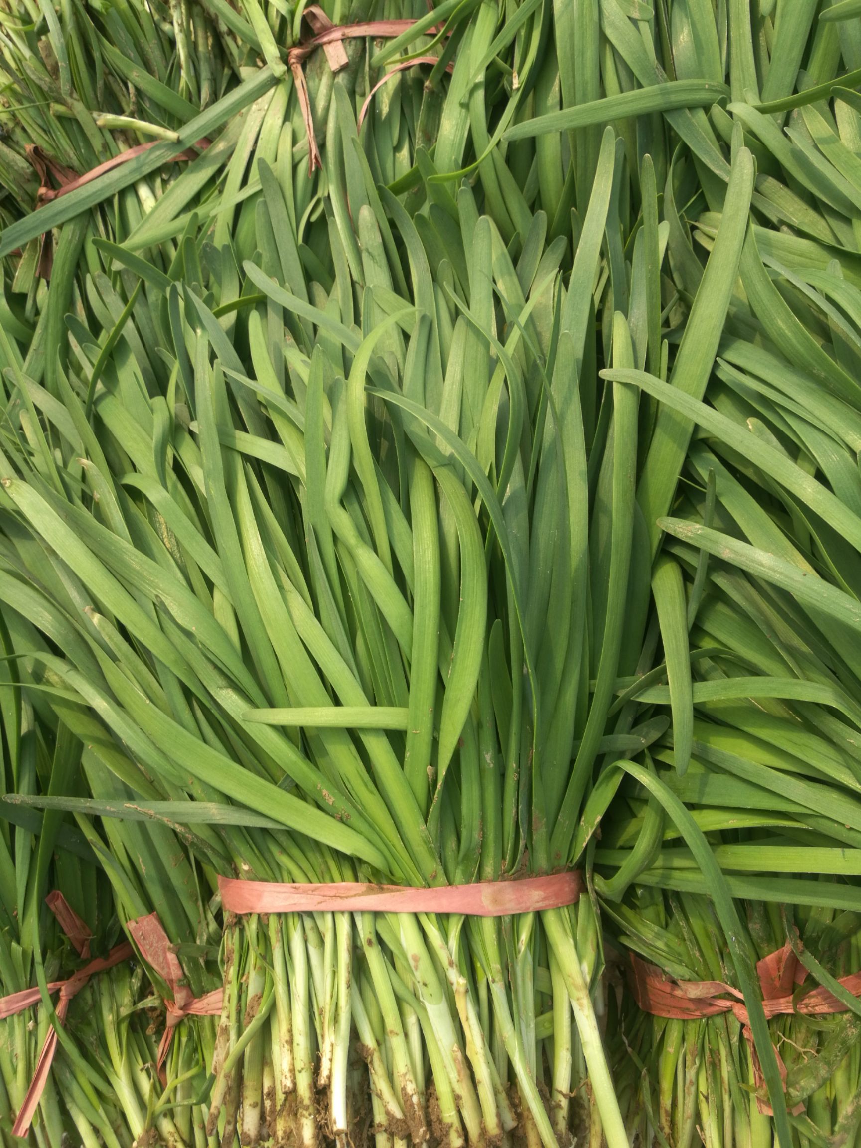 大叶韭菜 精品韭菜,商超首选,产地直供.