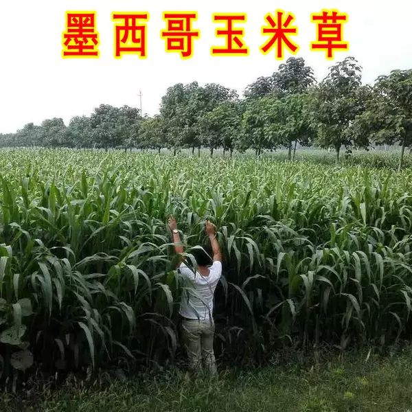 江苏淮安清江浦区 墨西哥玉米草种子 高产 发芽率高