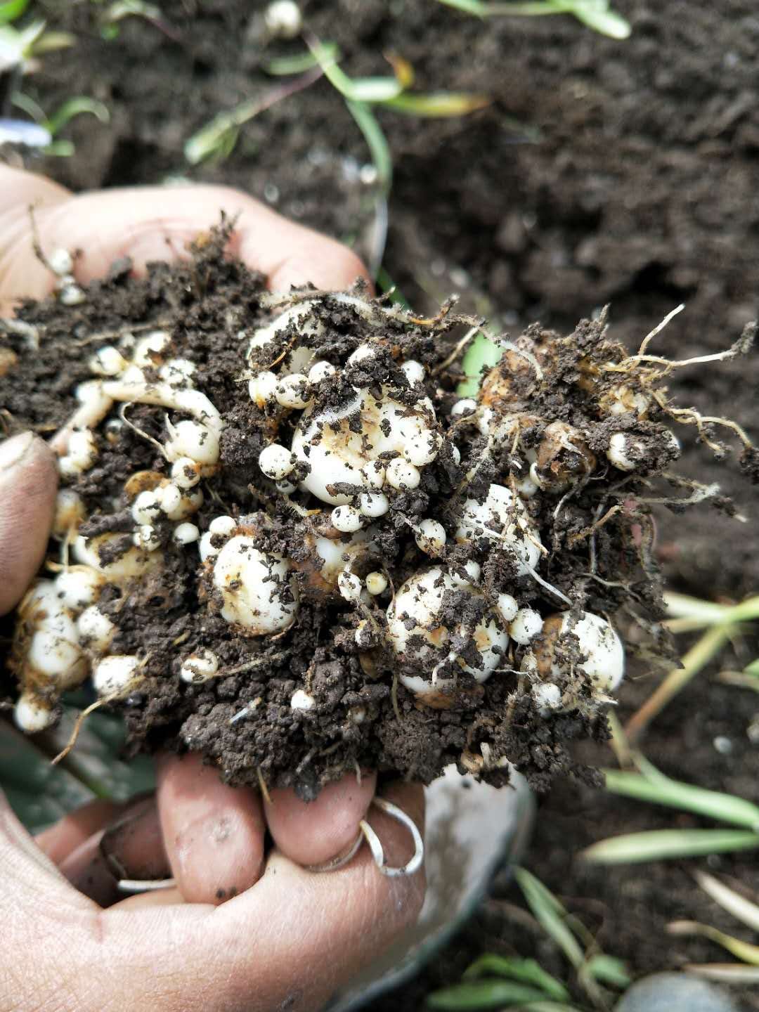 供应大厅  种子种苗  贝母种子   收藏 分享