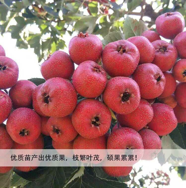 山楂树苗批发采购_山楂树苗供应_山楂树苗价