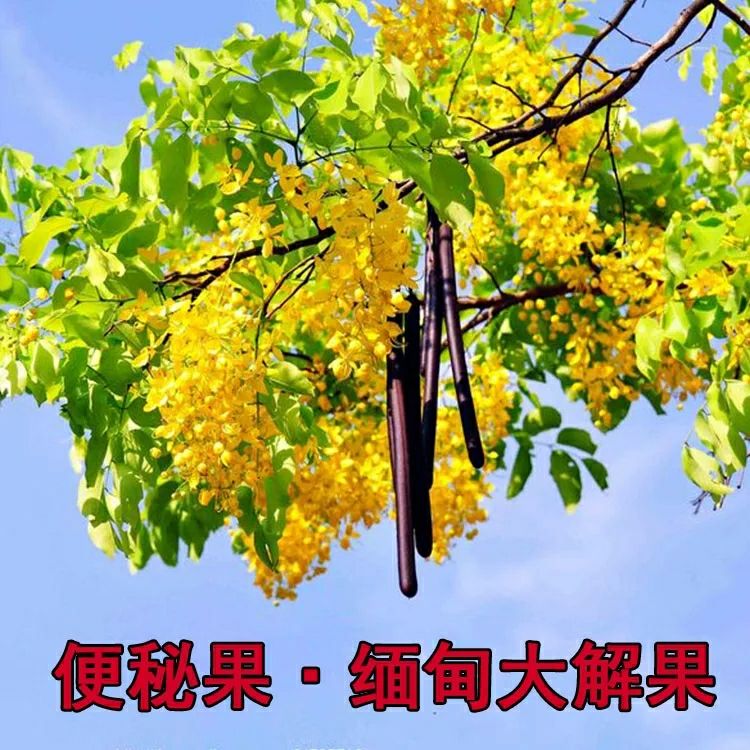 便秘果 