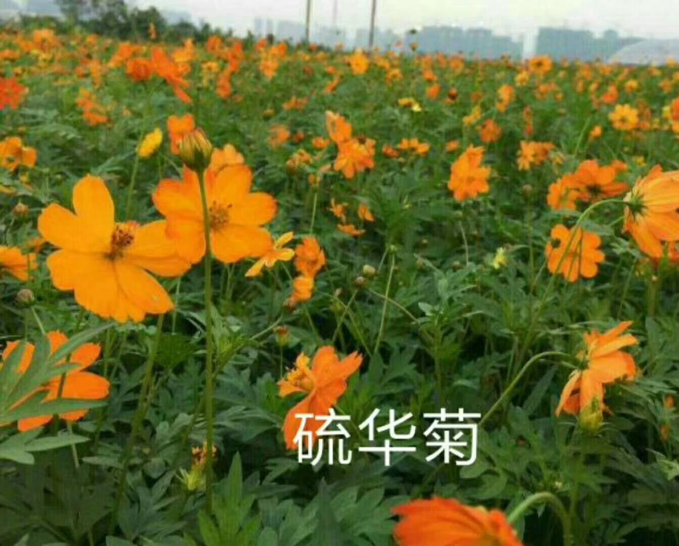 硫华菊种子 琉华菊