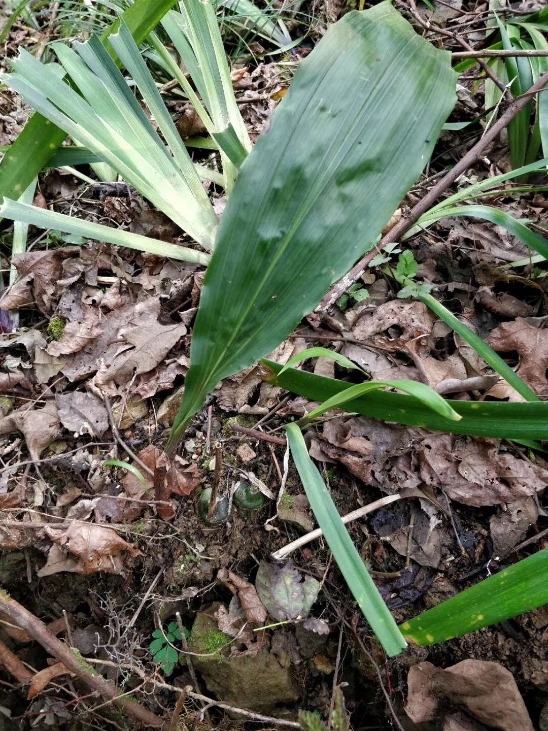 冰球子 统货鲜货