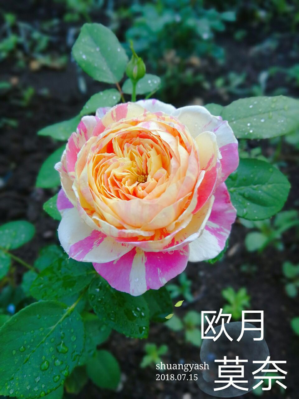 江苏省宿迁市沭阳县 欧月 灌木类月季小苗条纹花型 克劳德莫奈藤本