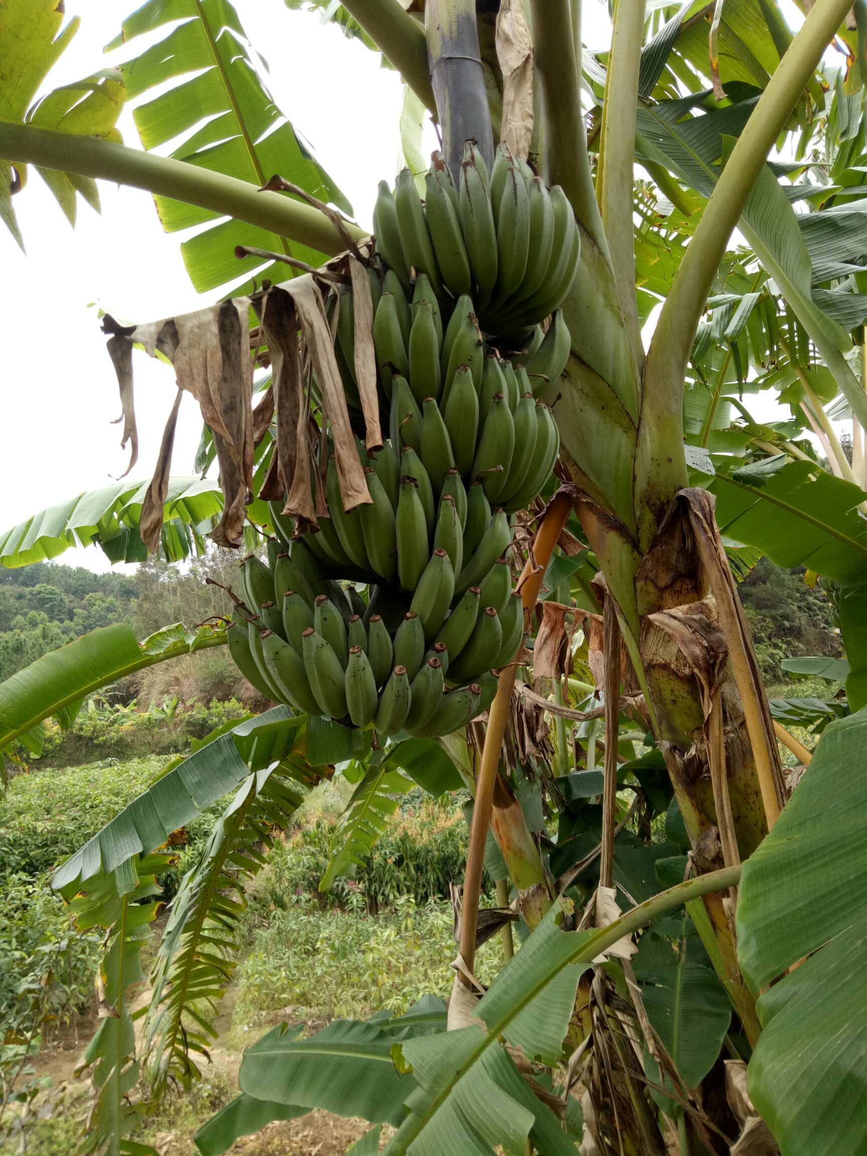 供应大厅  水果 香蕉  商品属性 品种名:土芭蕉 成熟度:七成熟 单棵重