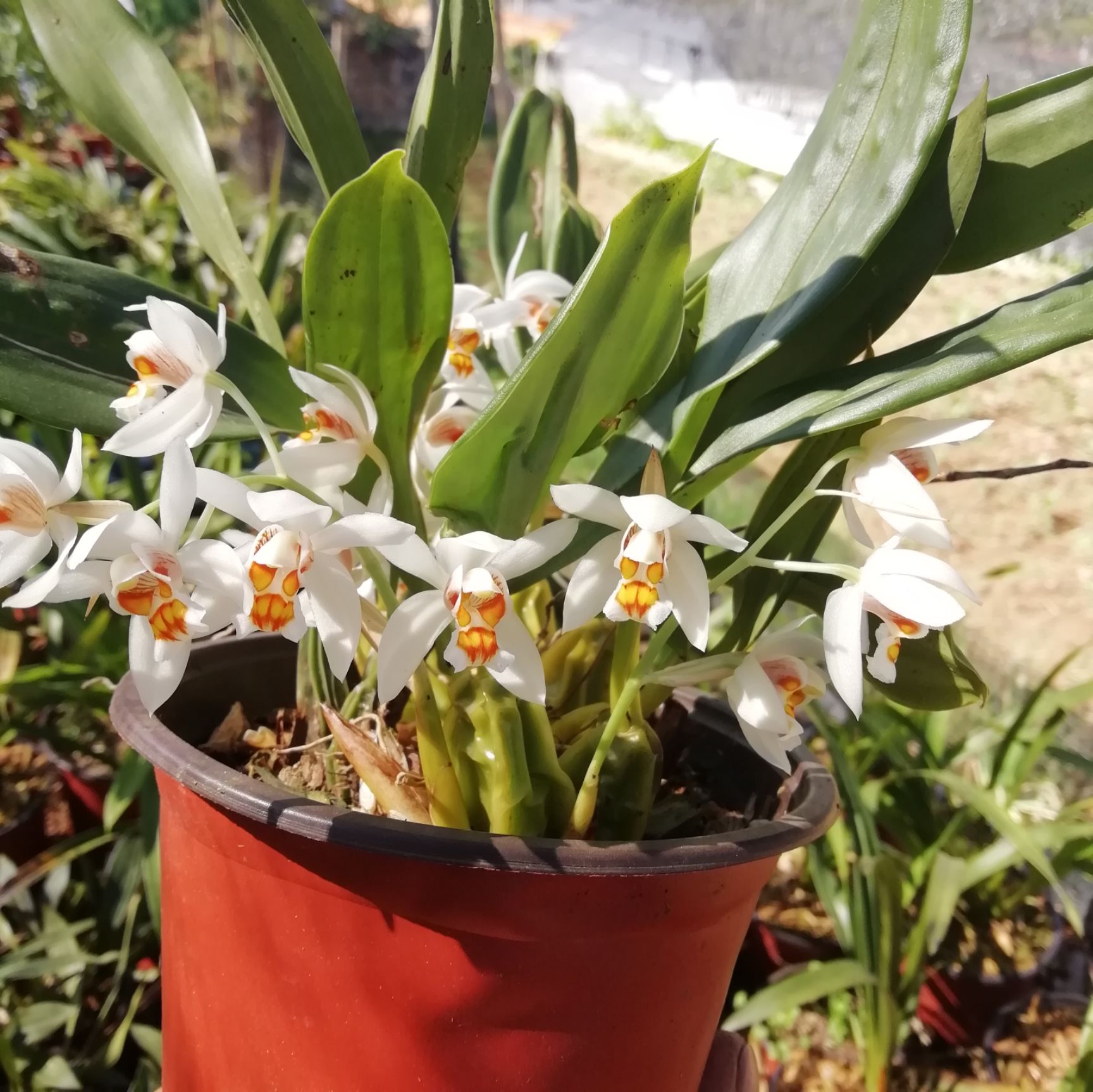 德宏芒市 兰花 密茎贝母兰,花开1～2月间,有香味