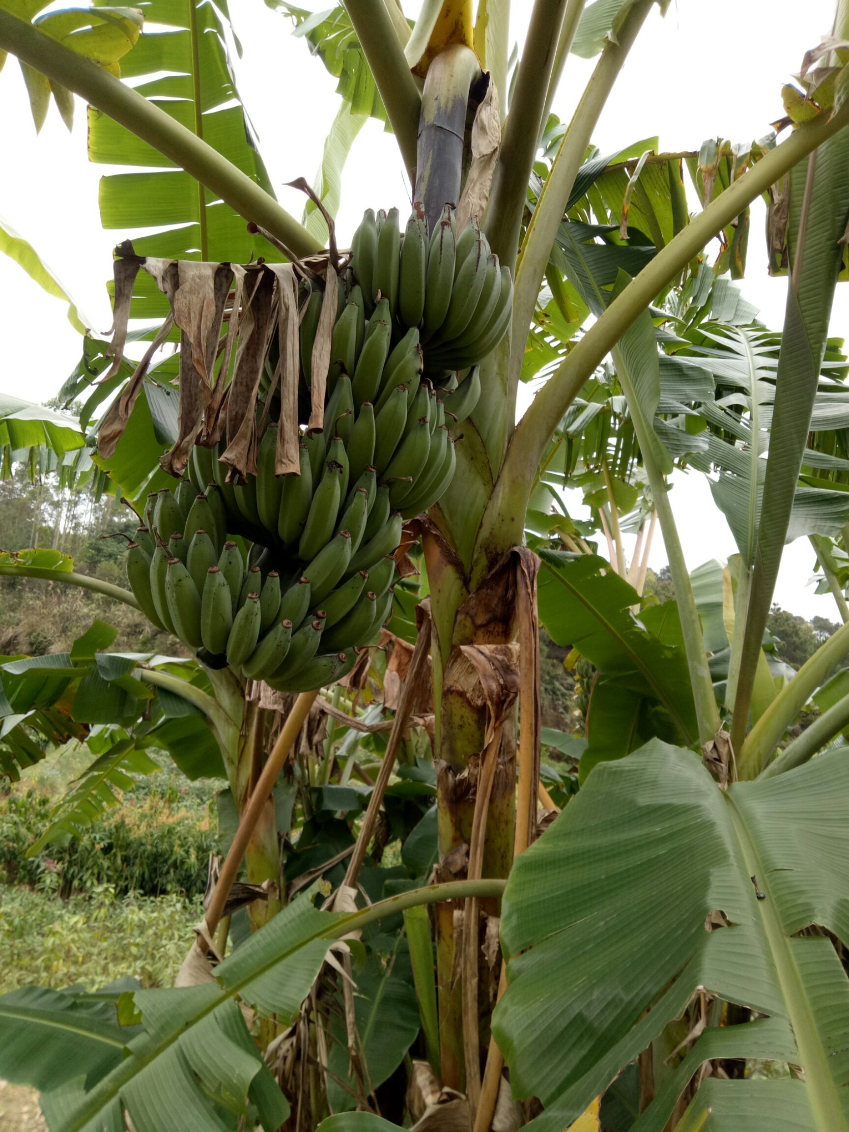 供应大厅  水果 香蕉  商品属性 品种名:土芭蕉 成熟度:七成熟 单棵重