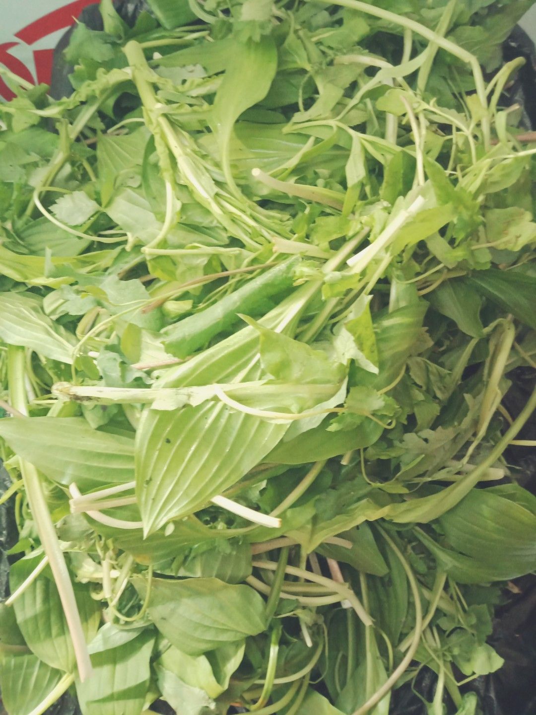 野芹菜