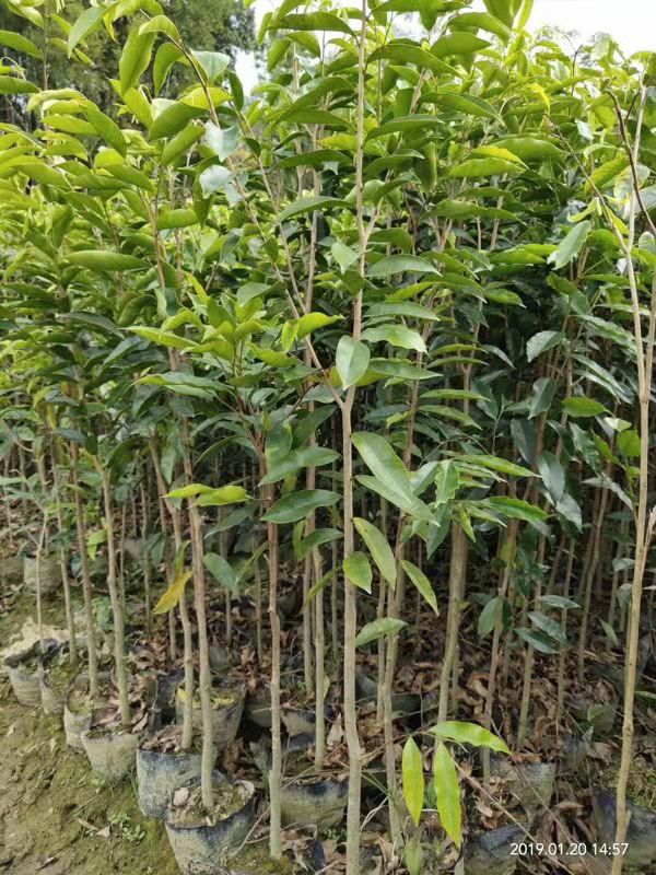奇楠沉香树奇楠沉香嫁接苗黑珍珠金边子糖结金丝油奇楠树苗