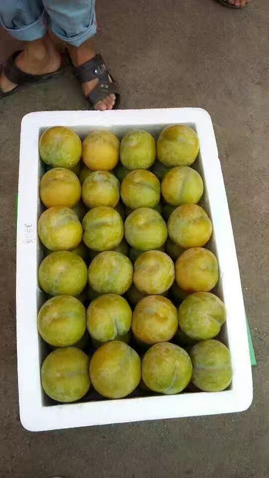 风味皇后李子苗