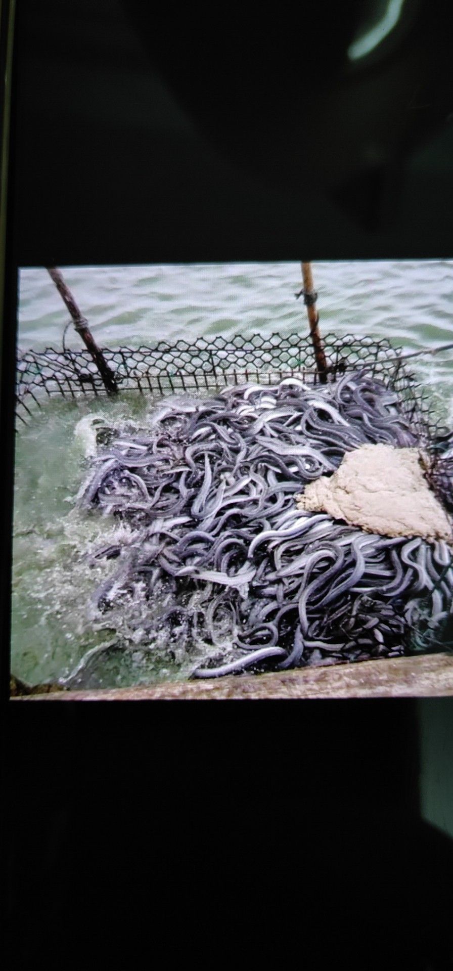 白鳝鱼苗,鳗鱼苗,白鳗鱼苗