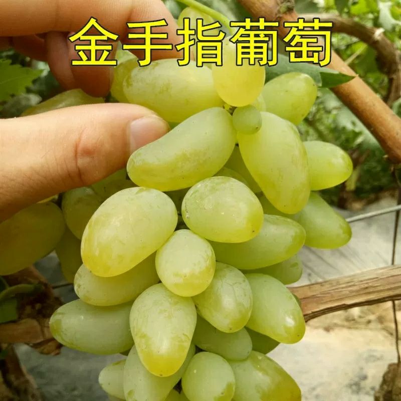 金手指葡萄苗