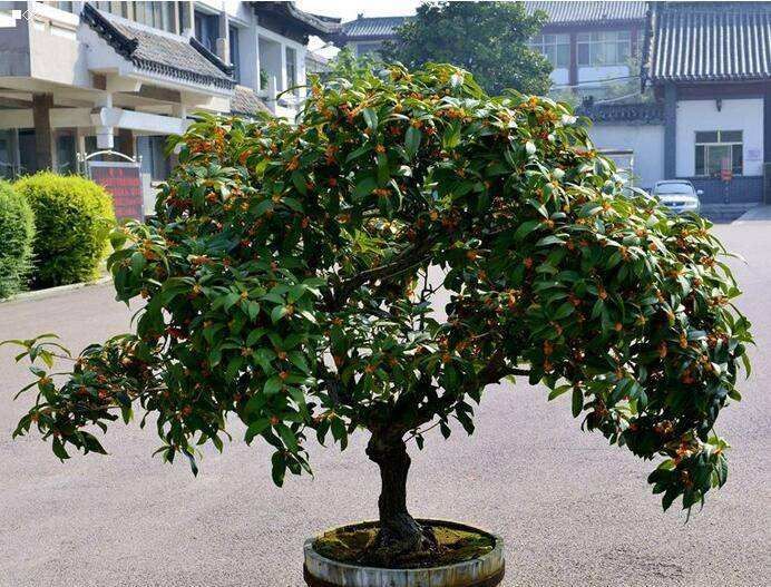 黄金桂花树