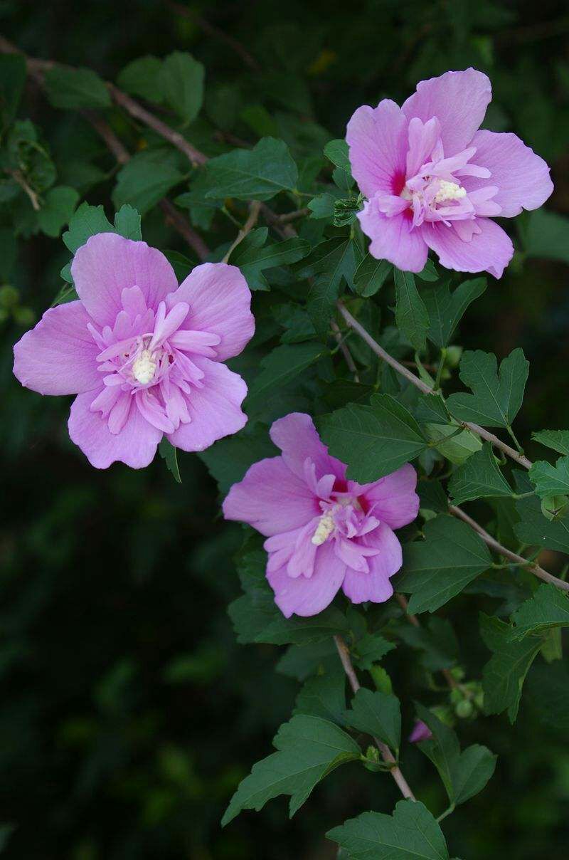 花叶木槿