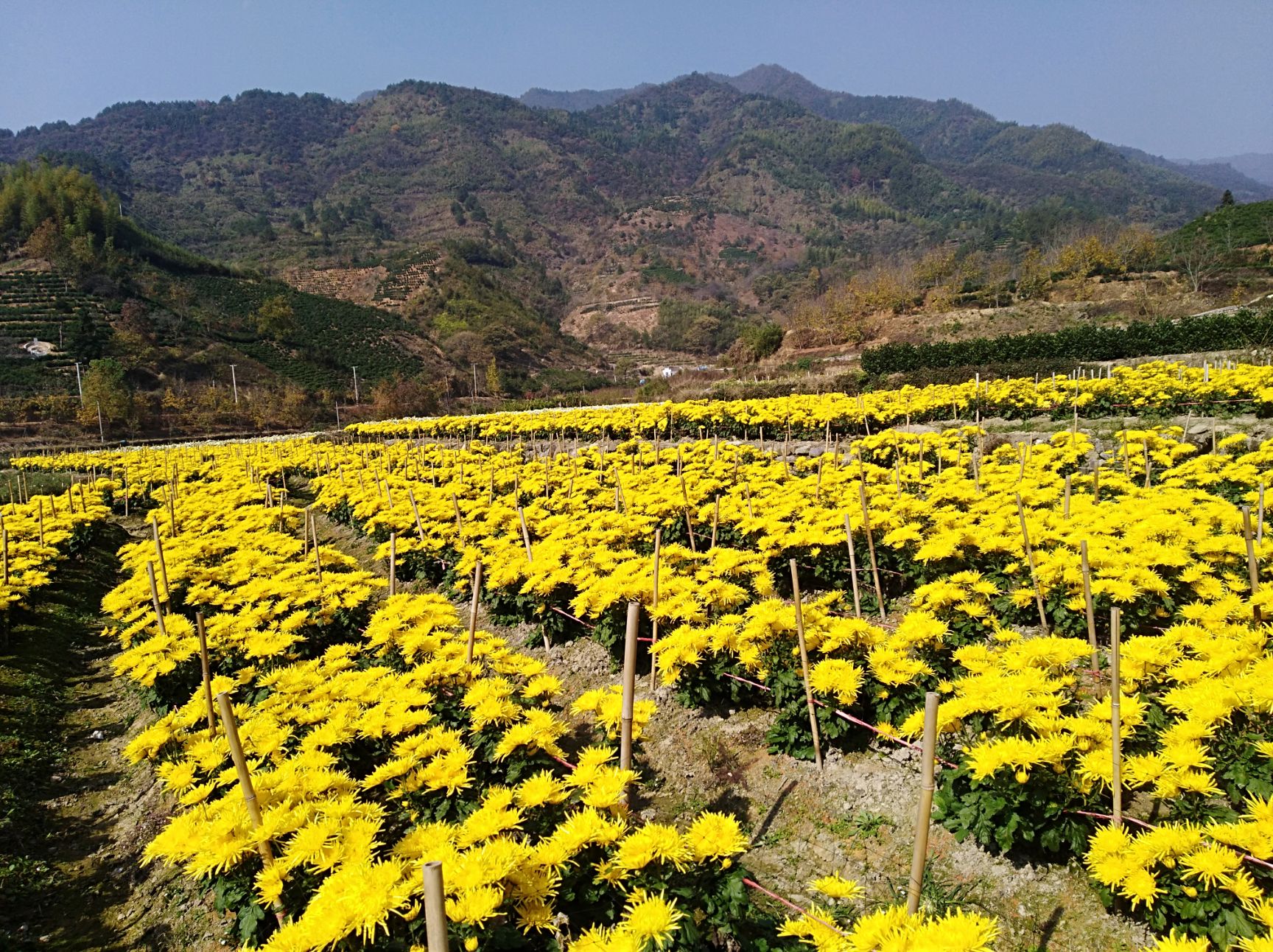 商品属性 品种名:金丝皇菊苗 商品详情 黄山基地批发金丝皇菊苗,提供