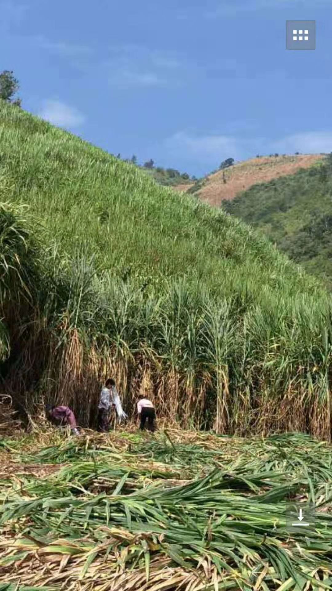 甜象草苗 甜象草种节一节两个芽