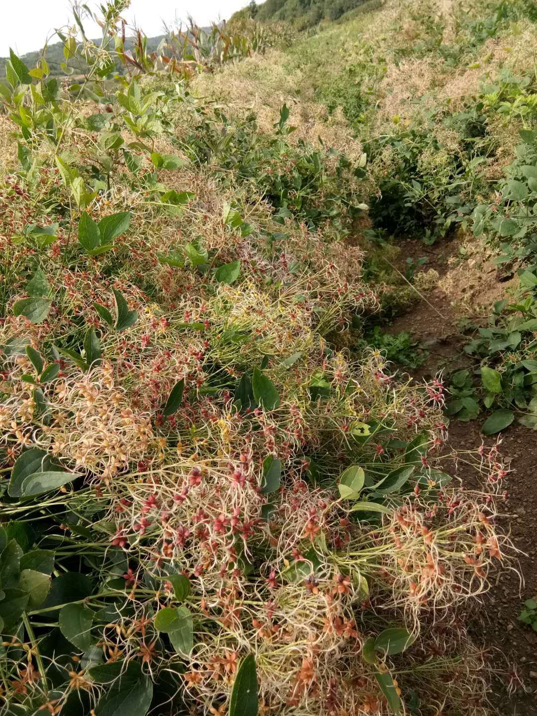 威灵仙 种子,苗