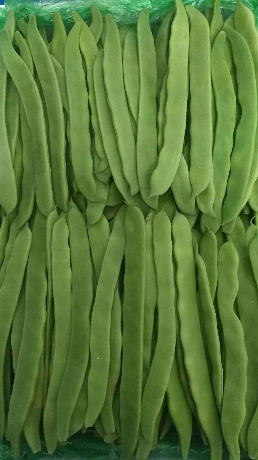 绿扁豆 扁豆荚