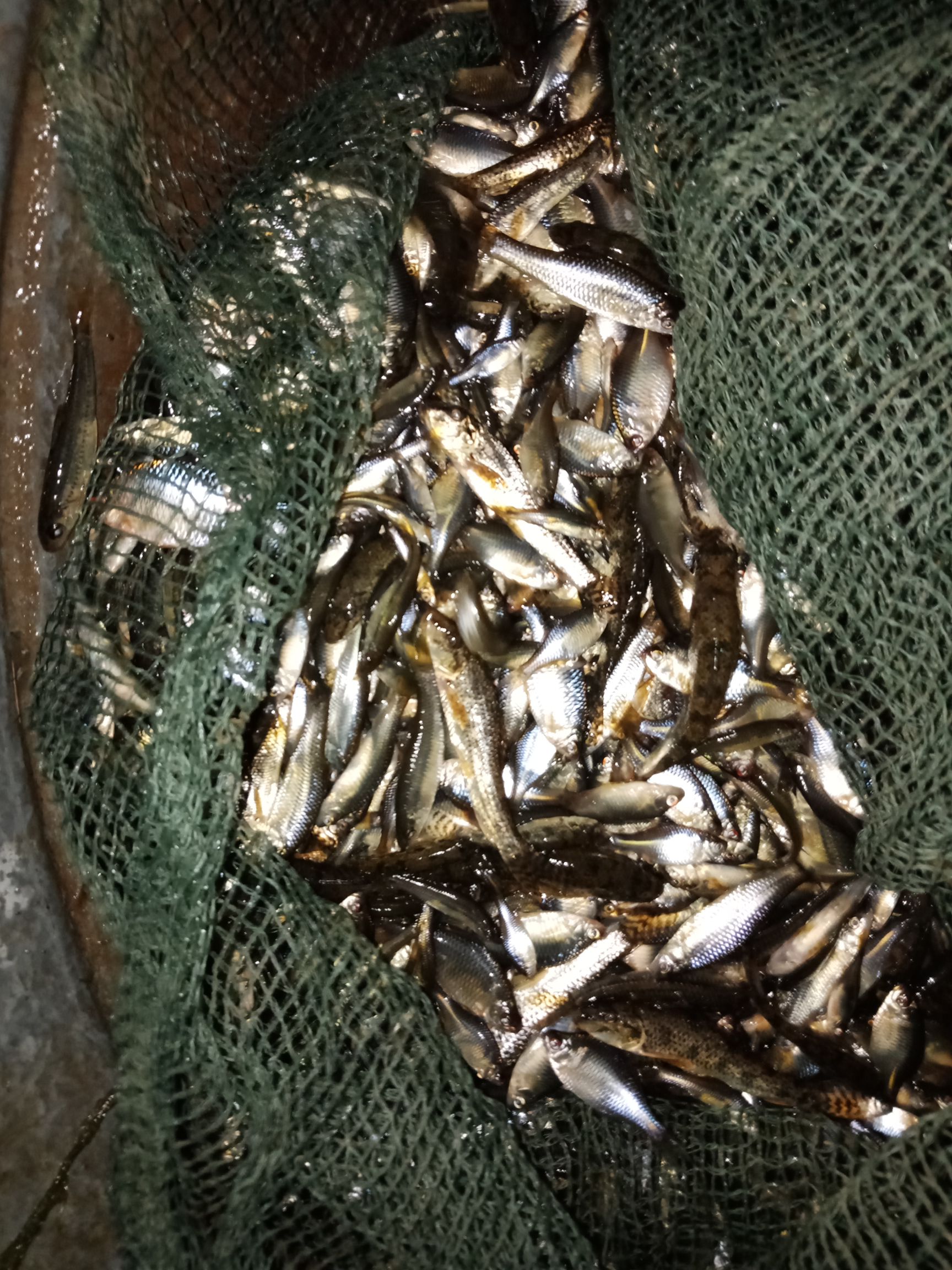 虾虎鱼 麦穗鱼鳑鲏小杂鱼混和