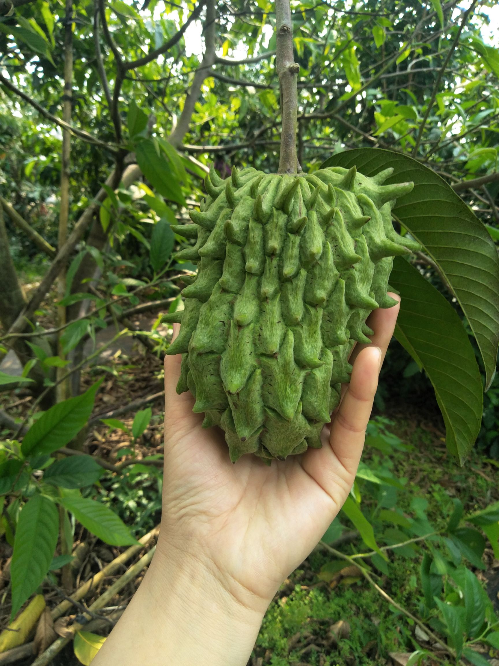 释迦果苗 黄龙释迦,霹雳果