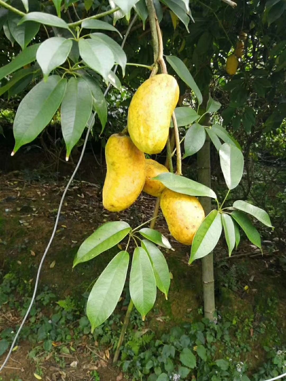 九月黄金蕉苗 九月黄苗 肉多籽少 挂果快 定植第二年挂果 现挖现发