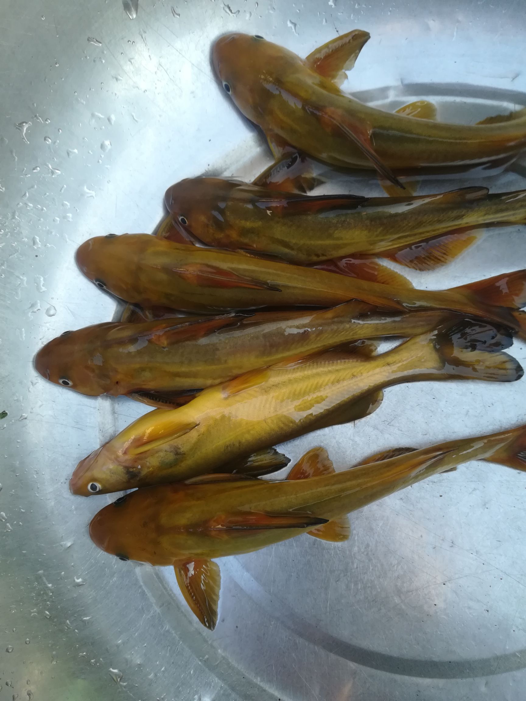 野生黄颡鱼 野生 0.05公斤