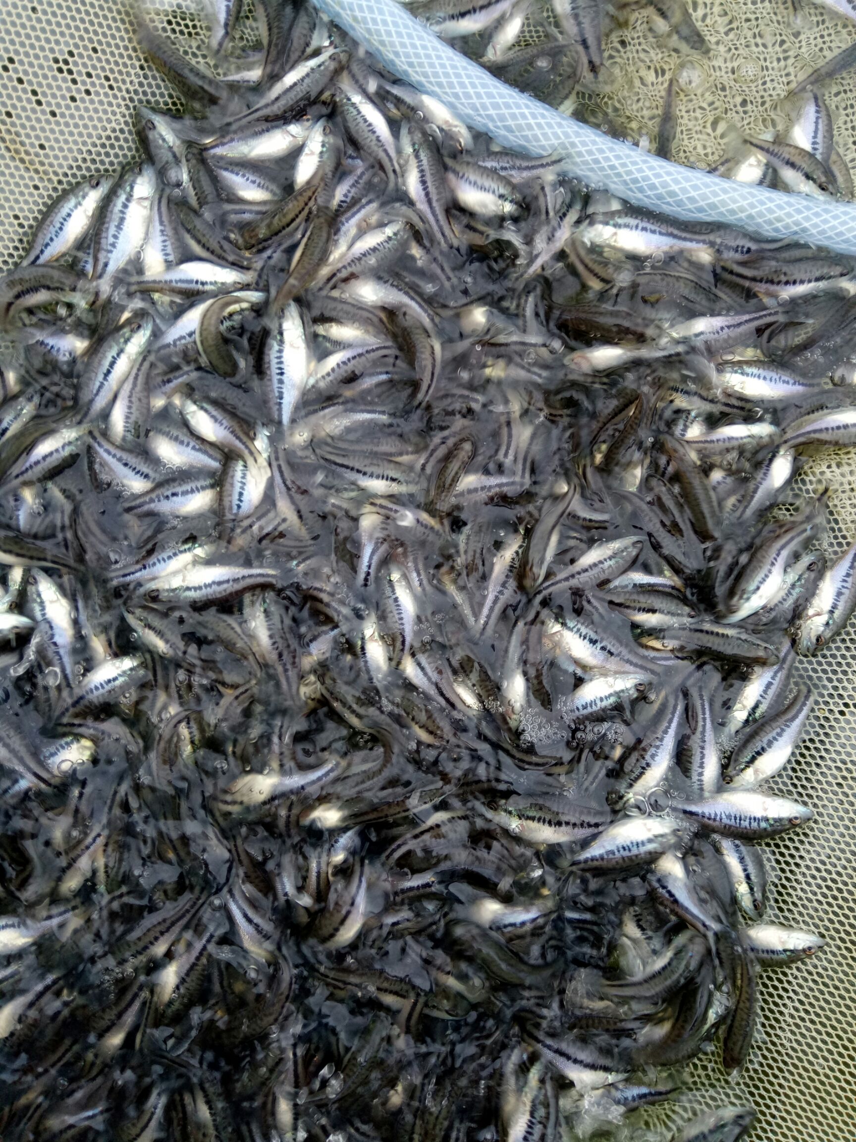 加州鲈鱼苗
