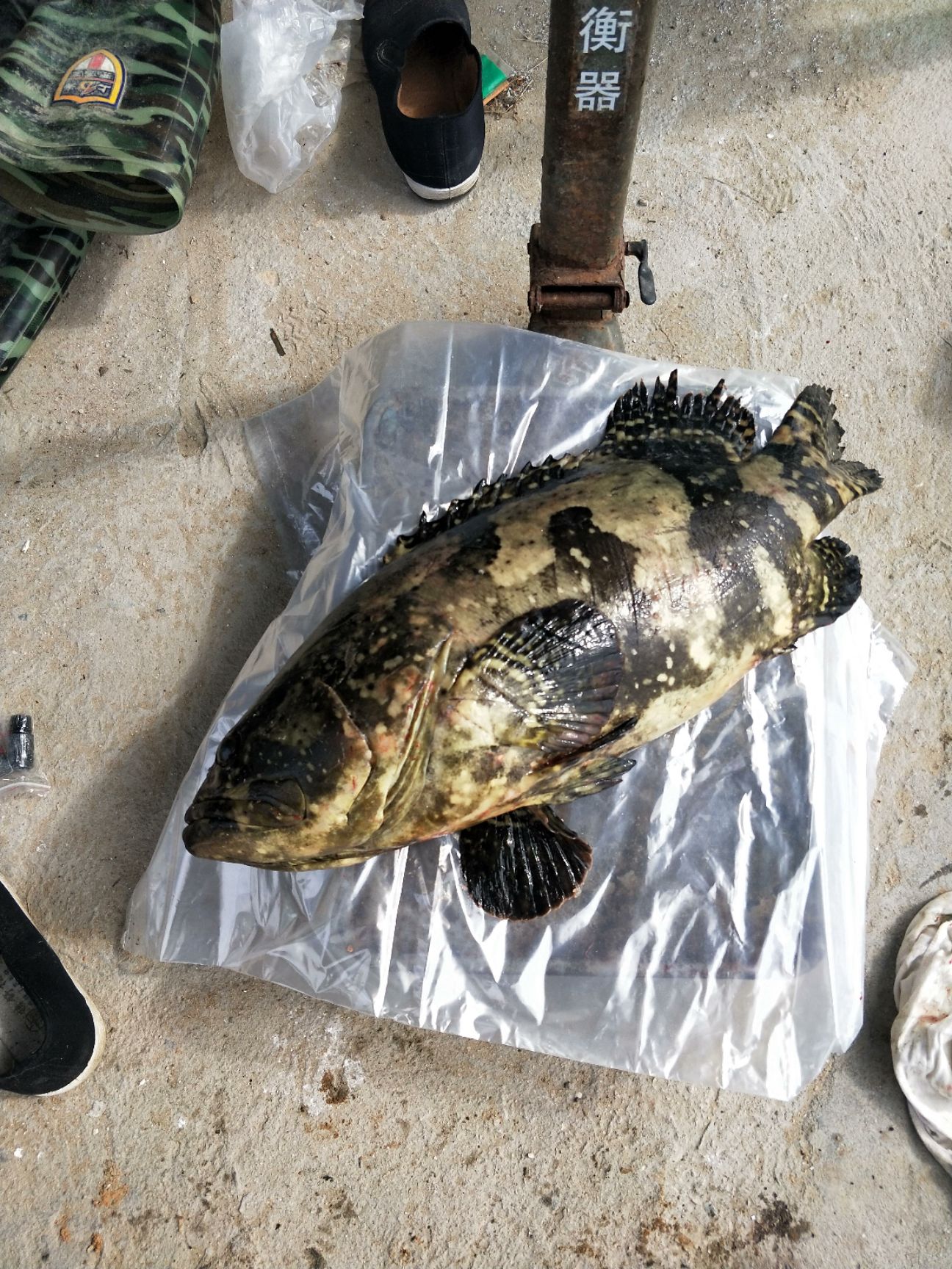 珍珠龙胆石斑鱼 人工养殖 6公斤以上