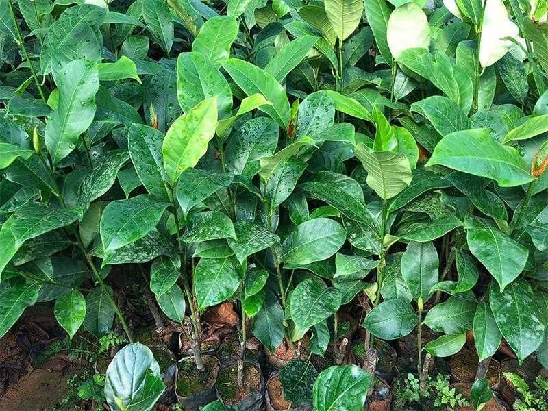 榴莲蜜树苗
