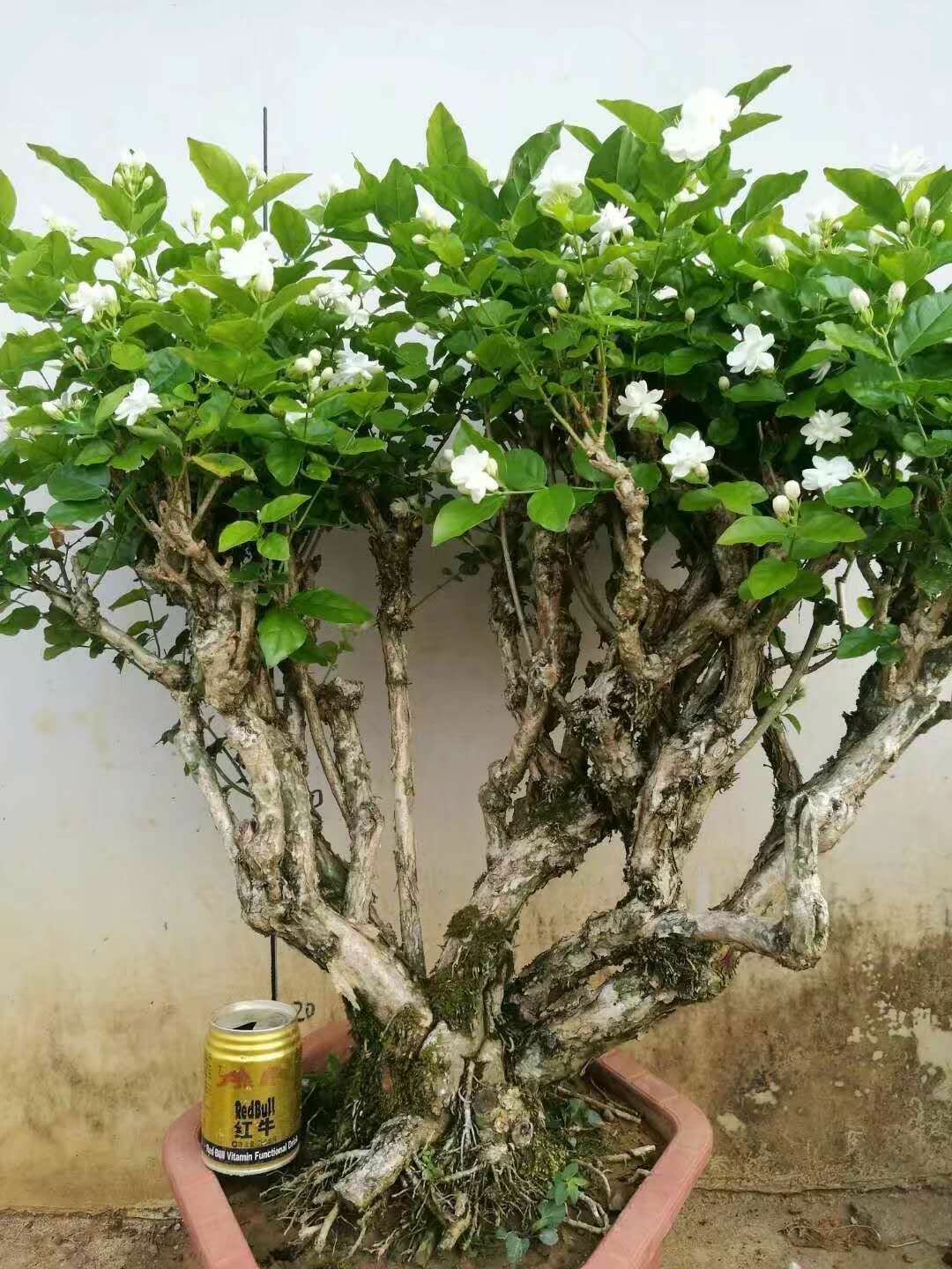 广西壮族自治区南宁市横县重瓣茉莉