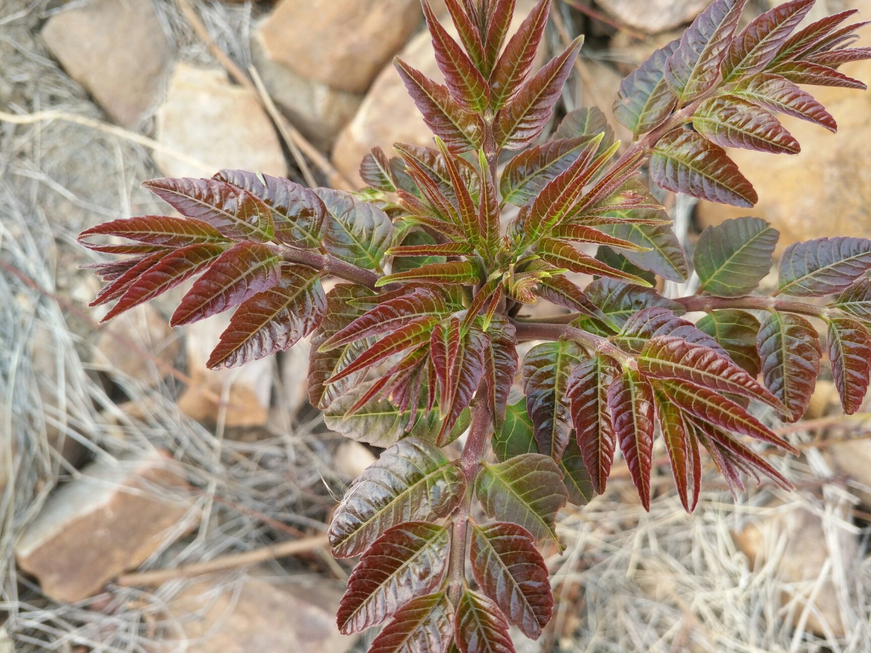 紫香椿芽 6~9cm