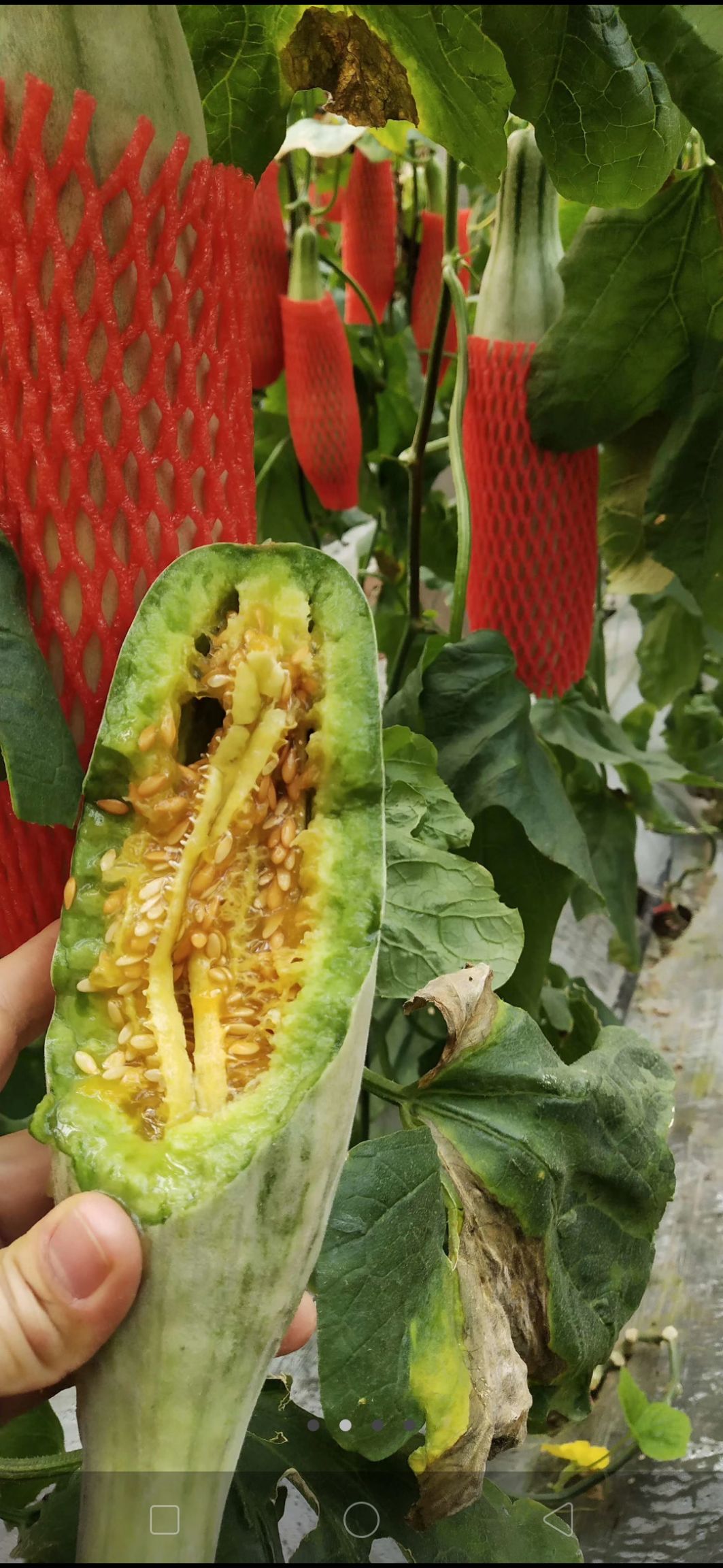 品种名:羊角蜜甜瓜          保熟保甜保质保量保运输 可以