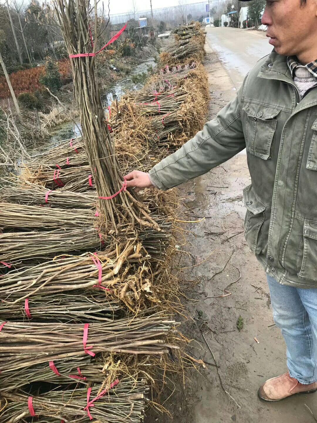 构树苗