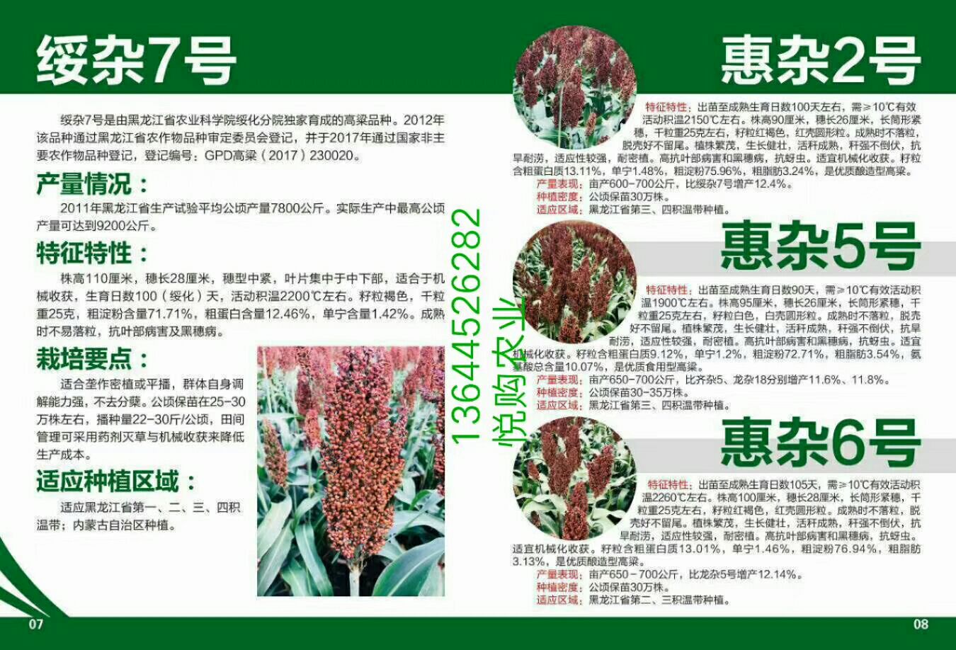 [绥杂7号高粱种子批发]绥杂7号高粱种子 100天矮高粱品种:绥杂7号价格