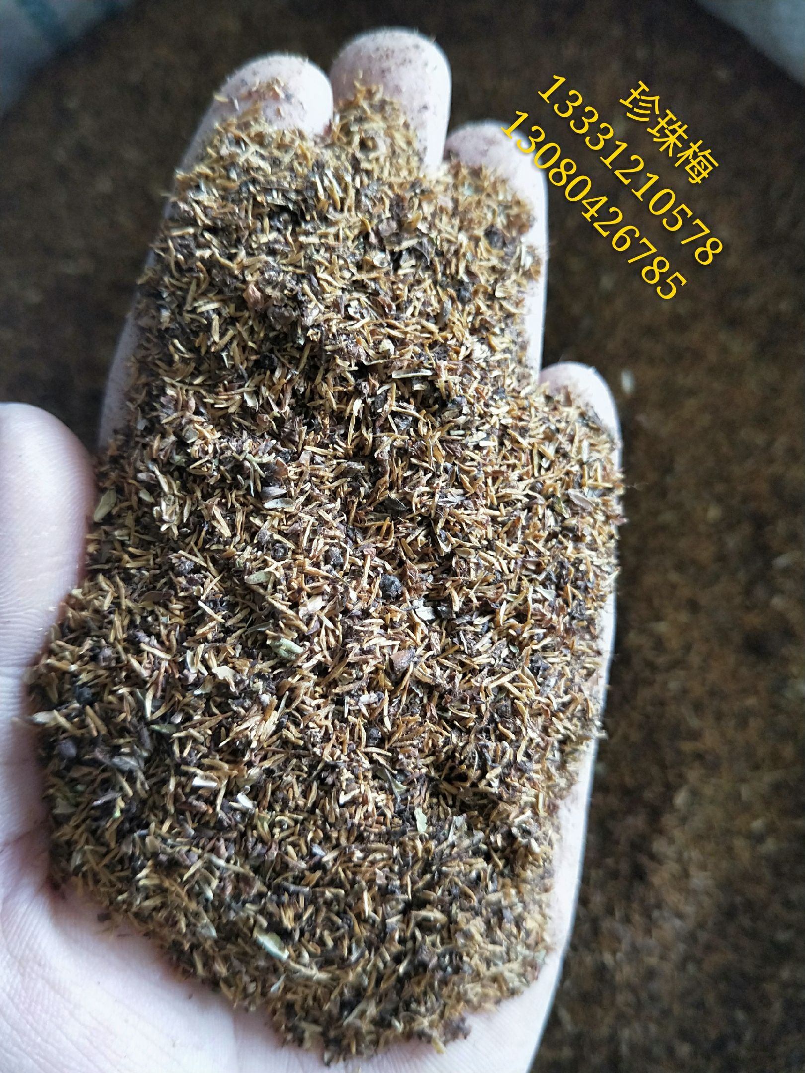 珍珠梅种子