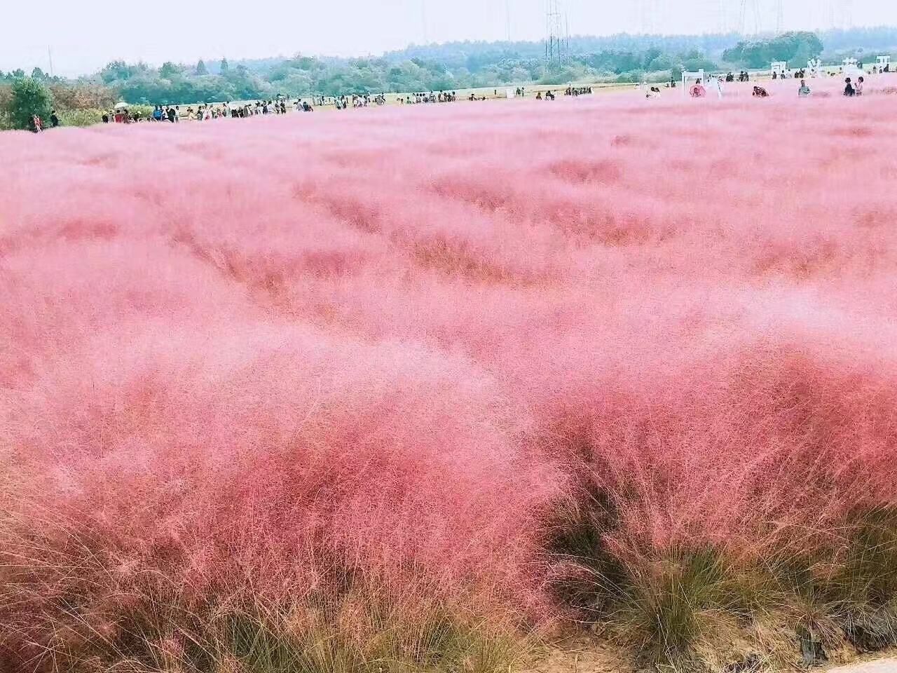 粉黛乱子草种子