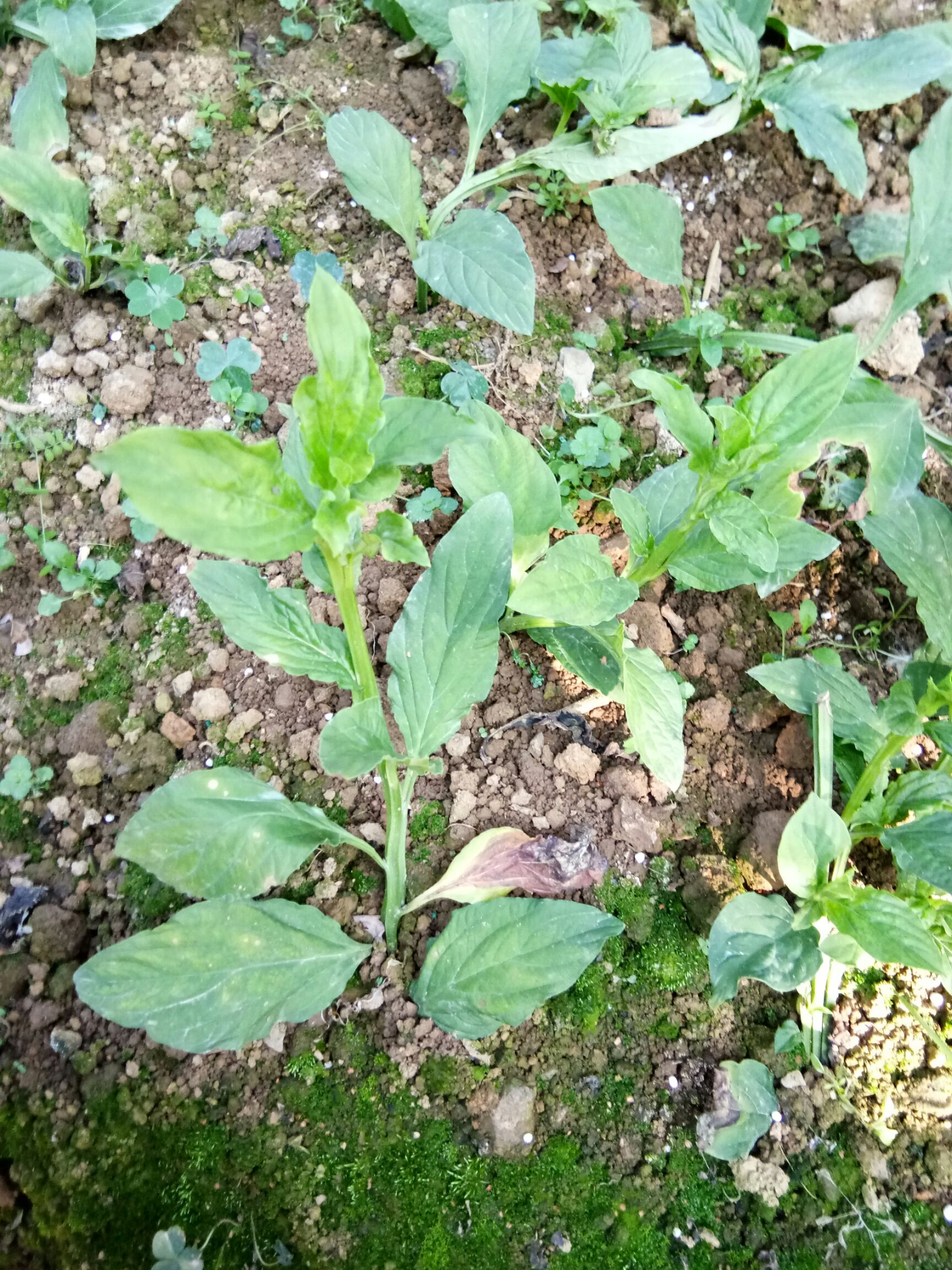 香叶 灵香草,中药材