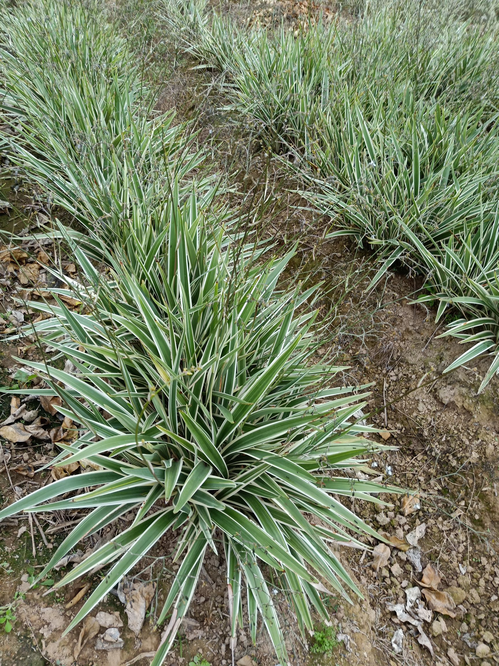 供应大厅  苗木花草  山菅兰   ★闽成园艺场位于福建省漳州市漳浦县