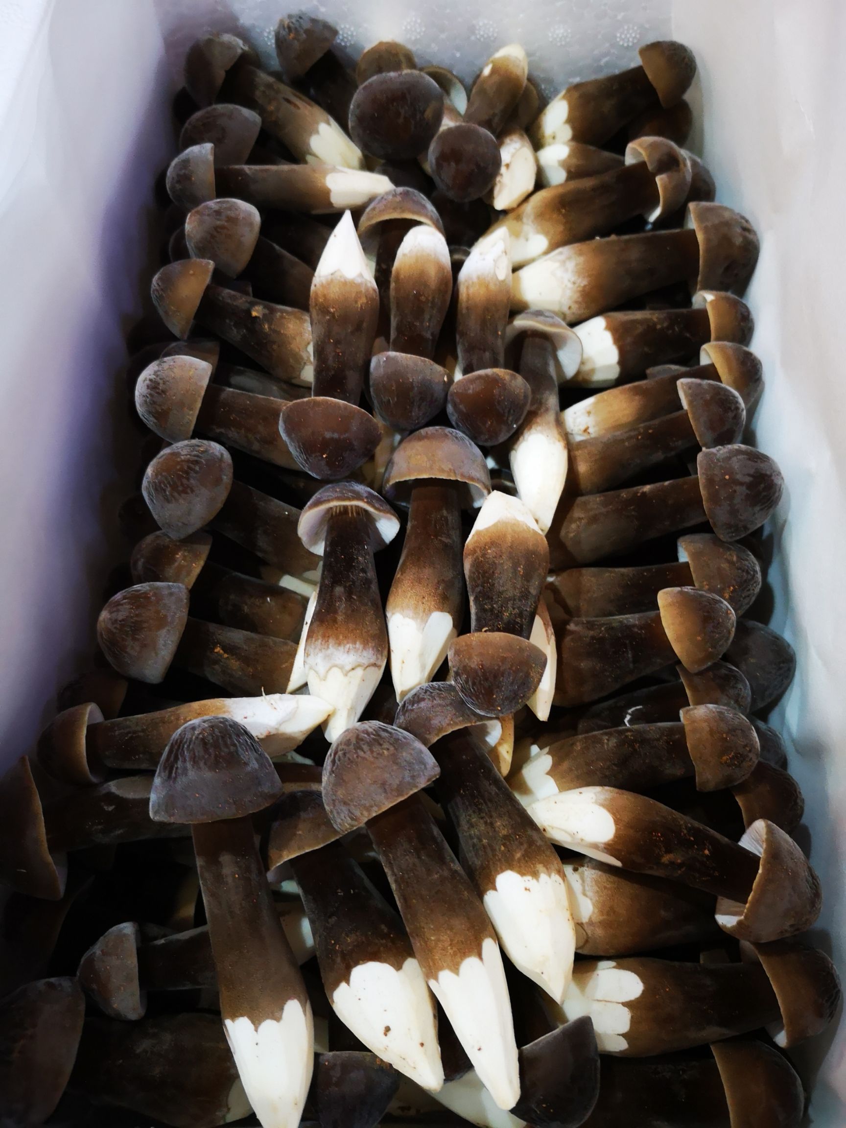 鸡枞菌 鲜货 人工种植 黑皮鸡枞 5cm~7cm