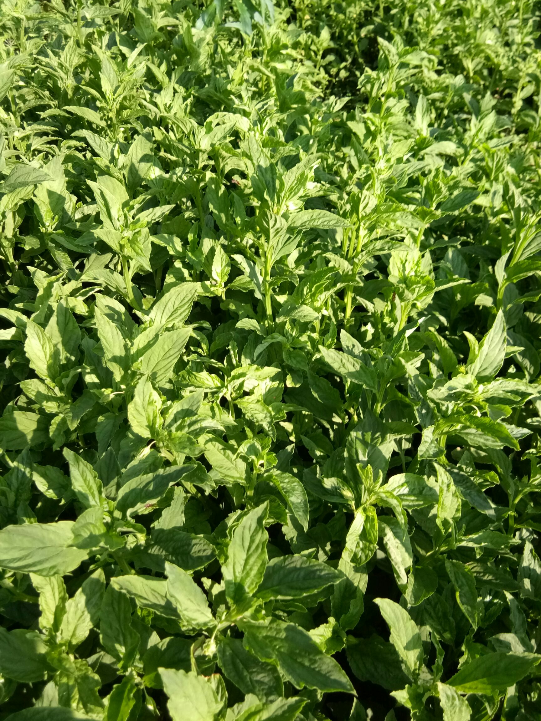 香叶 灵香草,中药材