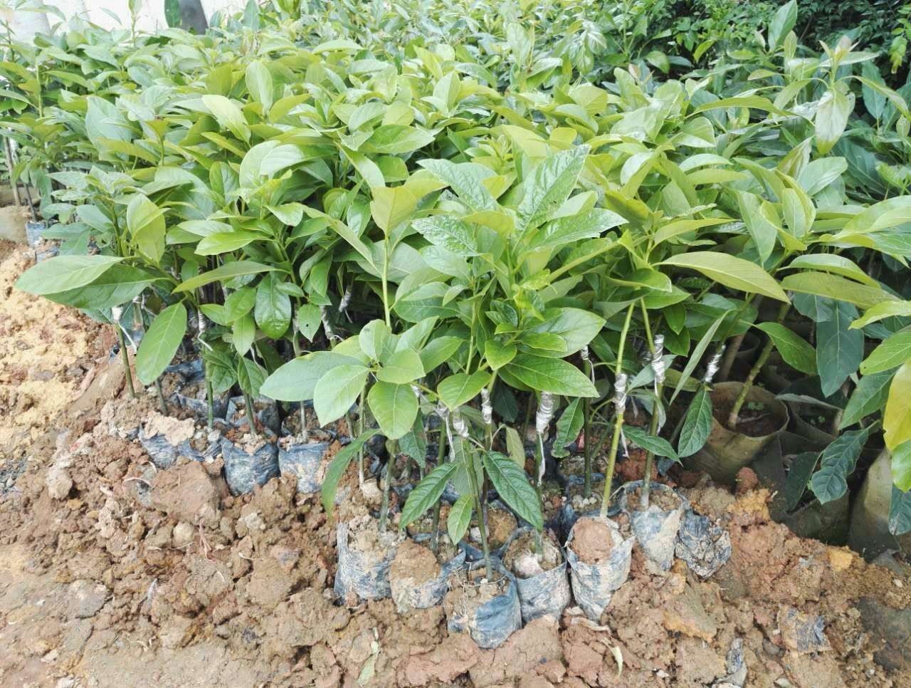 牛油果苗 0.5米以下