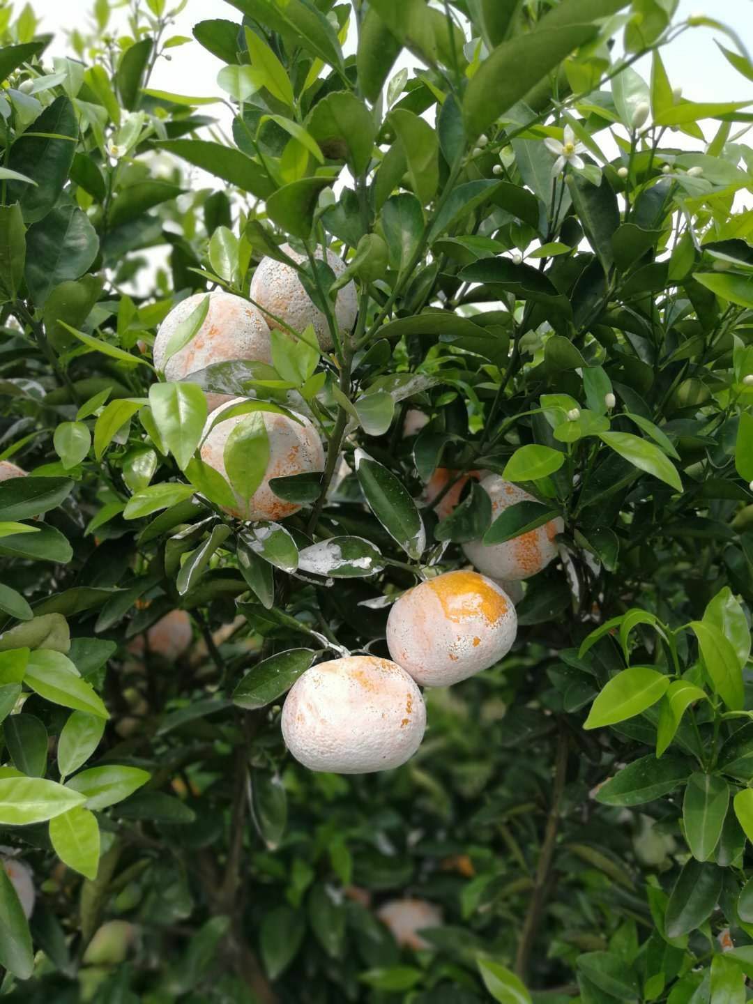 茂谷柑 6.5 - 7cm 3两以上