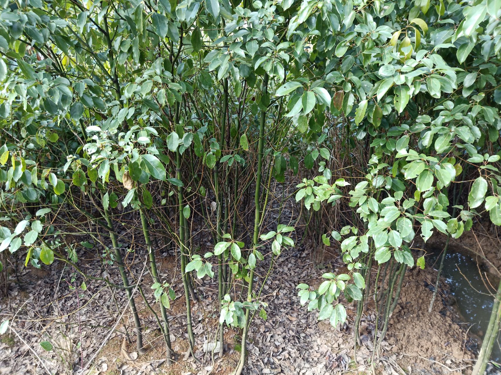 龙脑樟 100棵起批