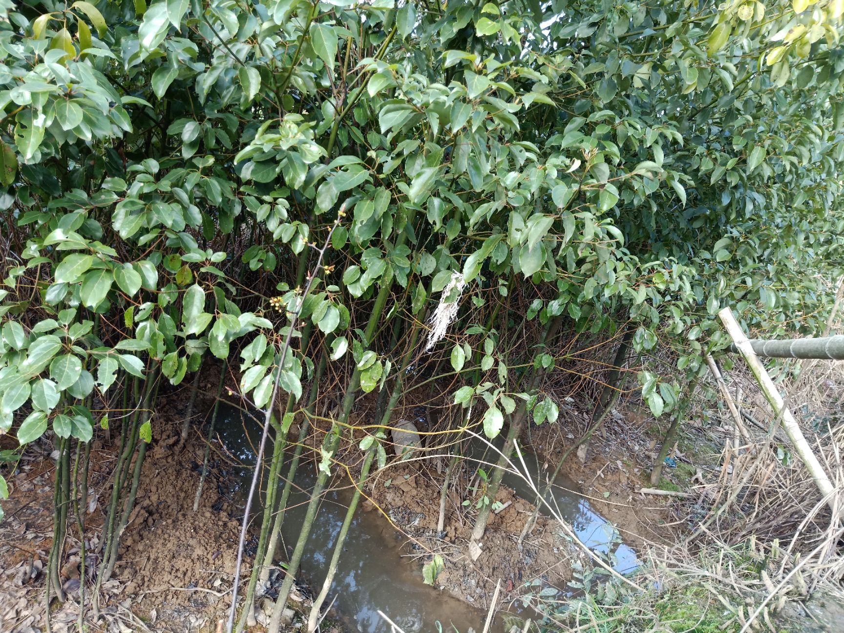 龙脑樟 100棵起批
