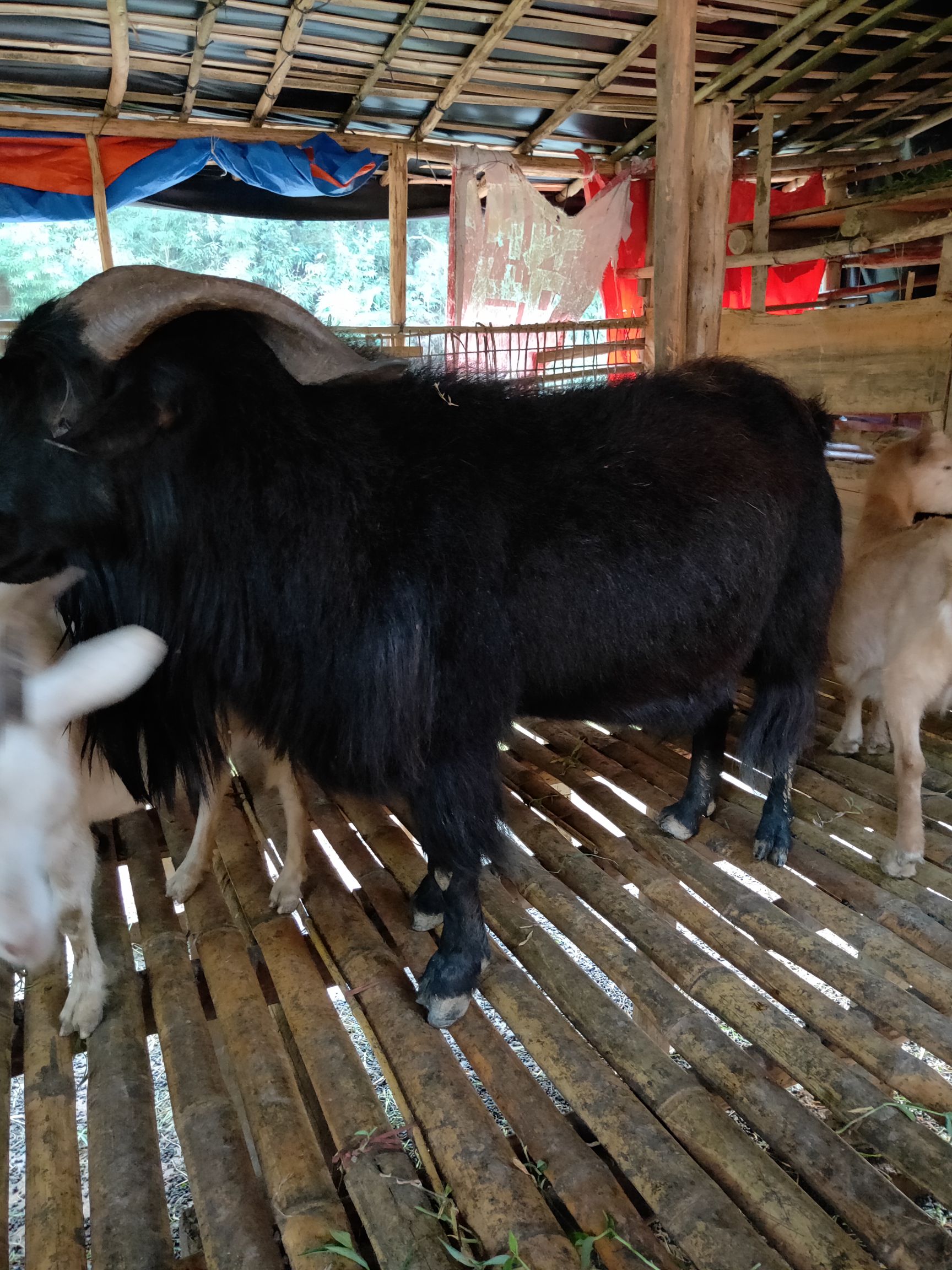 杂交努比亚黑山羊 170-200斤