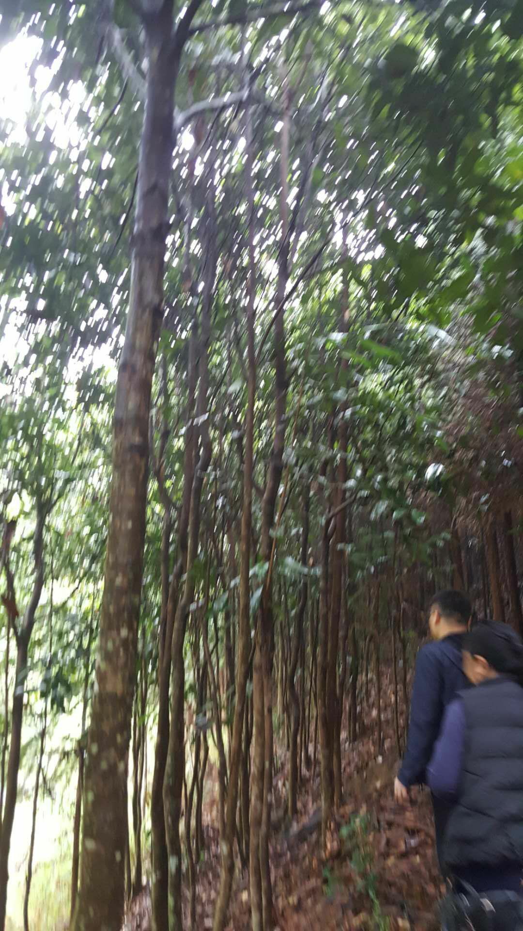 供应大厅  粮油米面  桂皮