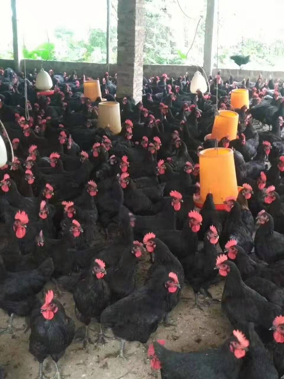 绿壳蛋鸡苗 黑羽高产