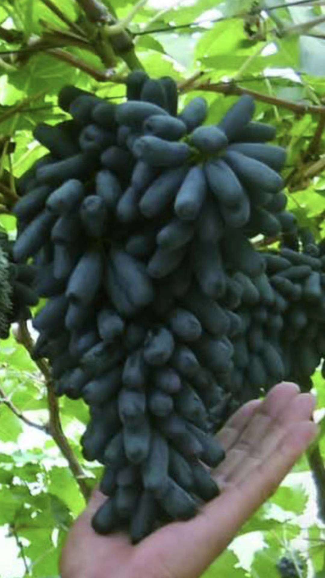 蓝宝石葡萄苗 蓝宝石葡萄盆栽