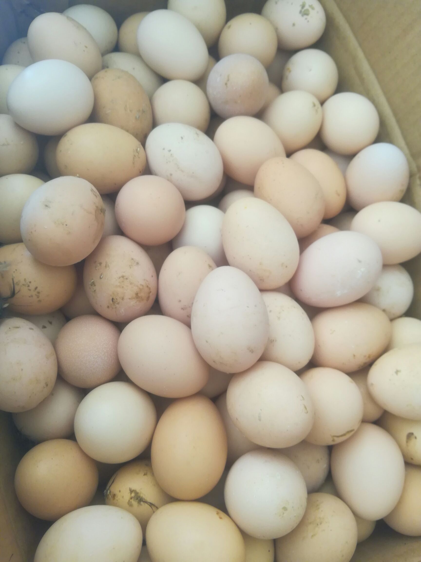 [土鸡蛋批发] 笨鸡蛋价格1.2元/个 - 惠农网