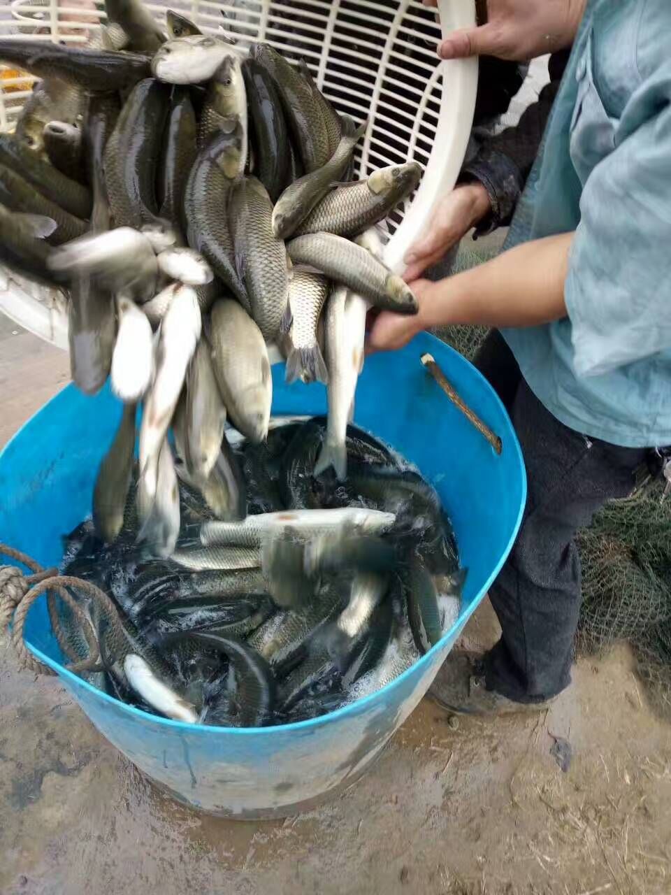草鱼苗